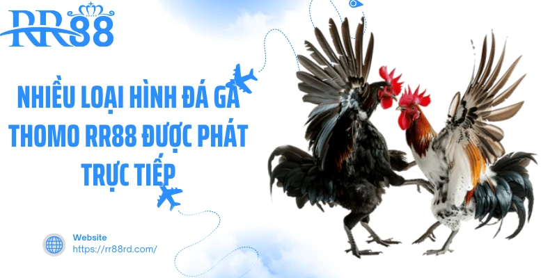 Nhiều loại hình đá gà thomo RR88 được phát trực tiếp Nhiều loại hình đá gà thomo RR88 được phát trực tiếp